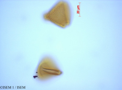 ISEM 1/Leucadendron_spissifolium_27564/Leucadendron_spissifolium_27564_0001(copy)_thumb.jpg